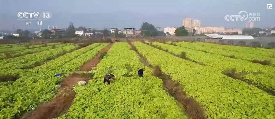 大红鹰娱乐注册网址节日效应显示、消费需求填补各地科学施策守好集体“菜篮